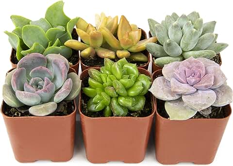 Plantas Suculentas (paquete de 20) Totalmente Raídas en Macetas con Tierra | Suculentas en Maceta Real/decoración de Cactus Interior única por Plants for Pets (juego de 5)  
