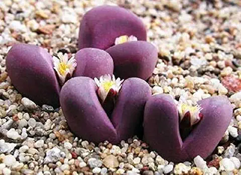 Portal Cool Lithops Optica Rubra Mesembs Raras Exóticas Suculento de Piedras Vivas, Cactus 50 Semillas  