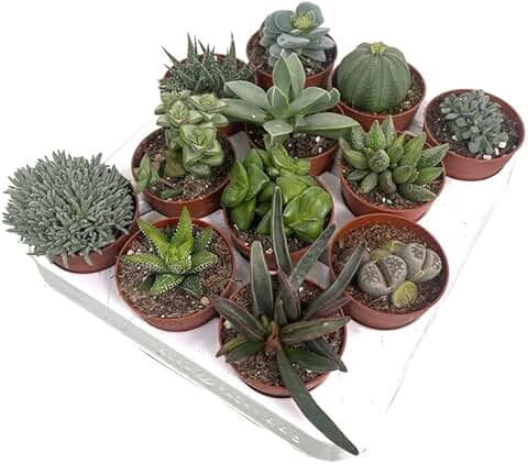 Suculentas Naturales de Colección 12 Variedades Diferentes 6cm Diametro Maceta  