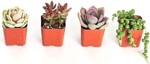 Surtido de 4 Mini Suculentas Plantas Crasas Naturales de Interior o Exterior  