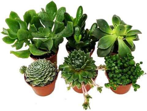 Surtido de 6 Mini Suculentas Plantas Crasas Naturales de Interior o Exterior  