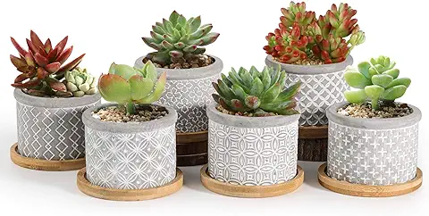 T4u 6CM Macetas para Cactus de Cemento con Plato de Paquete de 6, Mini Maceteros Pequeños para Suculento Plantas Casa y Jardin Boda Decorativos Interior  
