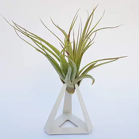 TILLANDSIAS PLANTA AÉREA – Planta área Tillandasia XL con Soporte Metálico - Planta Suculenta de Interior (Blanco)  