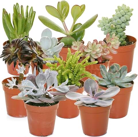Variedad de Suculentas - 10 Plantas - Casa/Oficina Planta Viva de Interior - Obsequio Ideal  