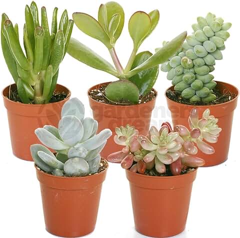 Variedad de Suculentas - 5 Plantas - Casa/Oficina Planta Viva de Interior - Obsequio Ideal  