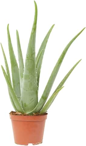 Verdecora Aloe Vera | Planta Suculenta Natural de Interior en Maceta de Ø14cm  