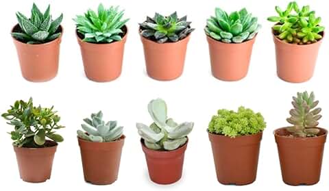 Verdecora Pack de Cactus o Crasas | Cactus y Suculentas Planta Natural viva de Interior en Maceta de Ø5cm | Plantas Pequeñas y Fáciles de Cuidar | Envío de Surtido Variado (10 Crasas/Suculentas)  