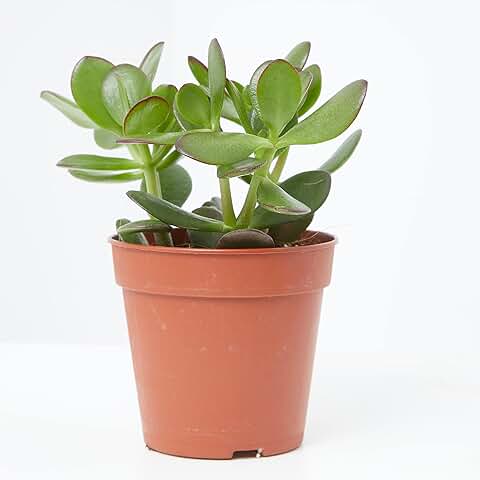Verdecora Árbol de Jade | Planta Suculenta | Planta Natural de Interior | Fácil Cuidado y gran Resistencia (Maceta Ø13cm)  